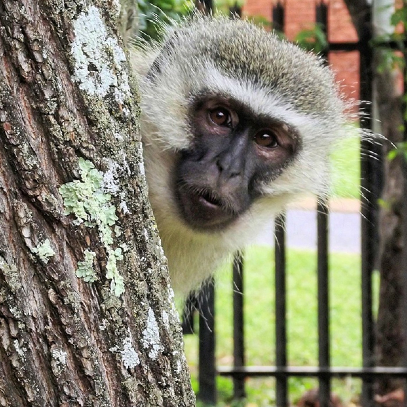 Monkey-ing around - harmless or menace?