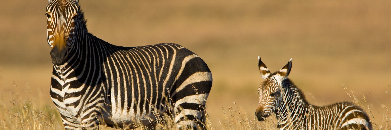 Mountain Zebra National Park · SANParks 